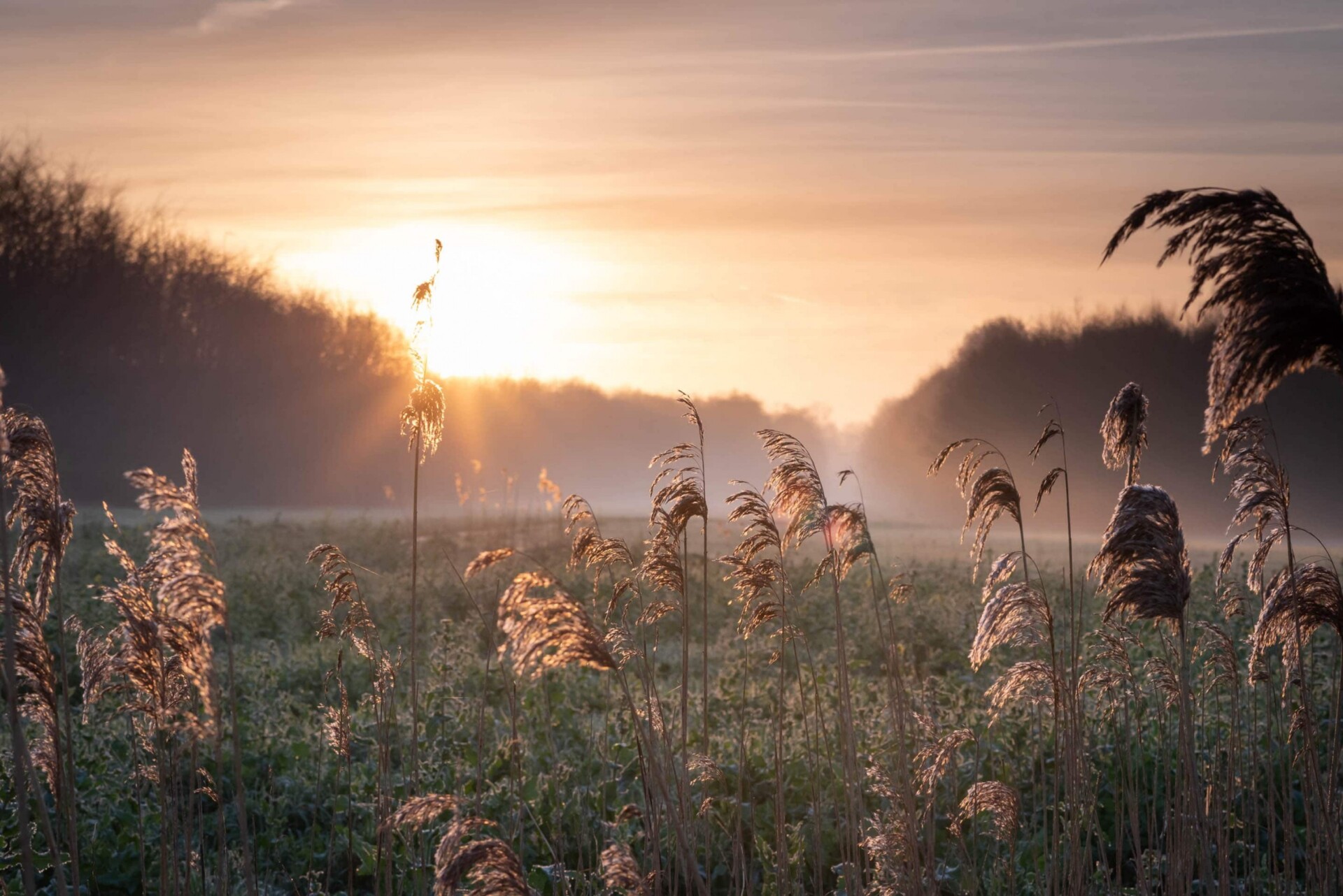 Sunrise on the field I