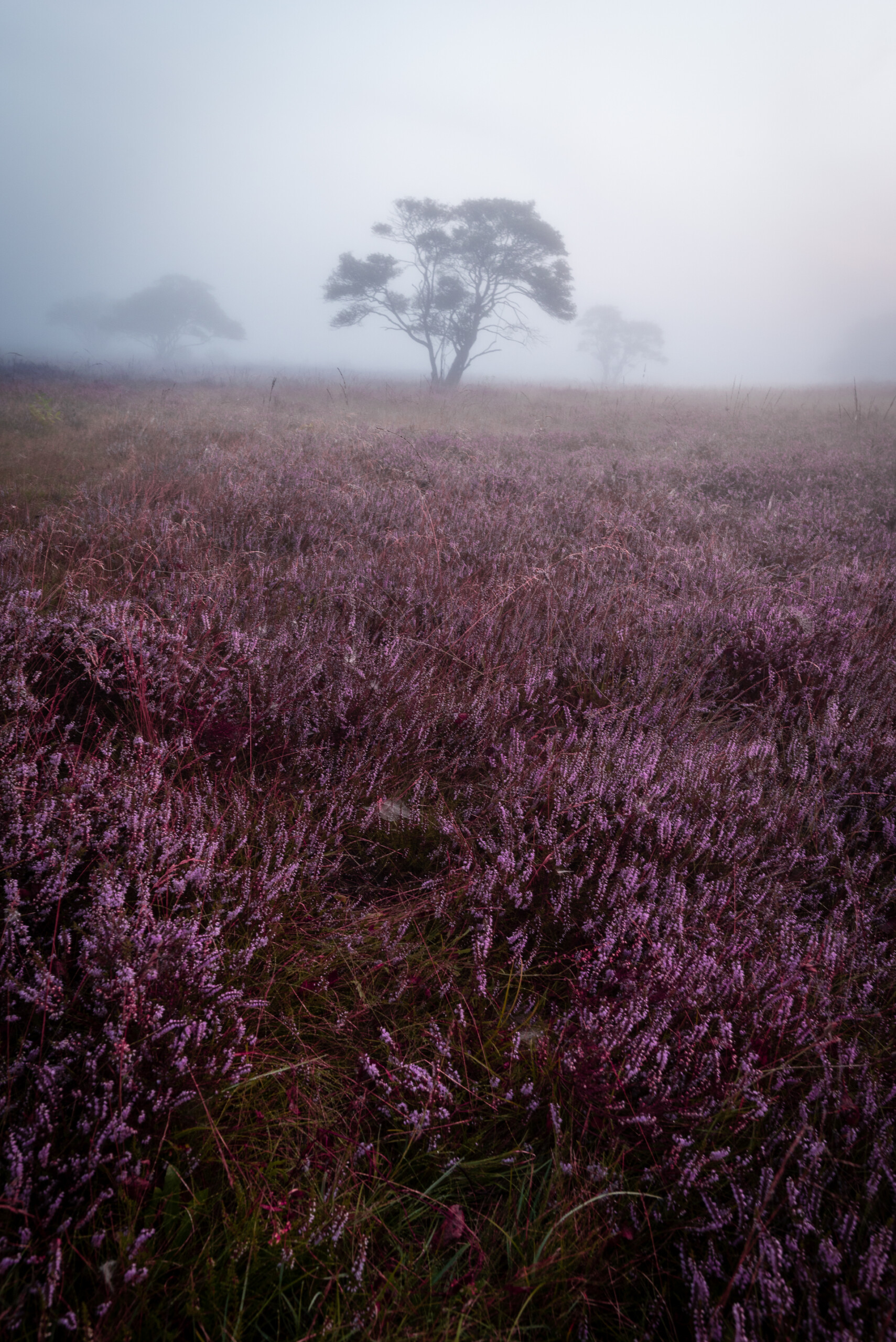 Heather in Hilversum II