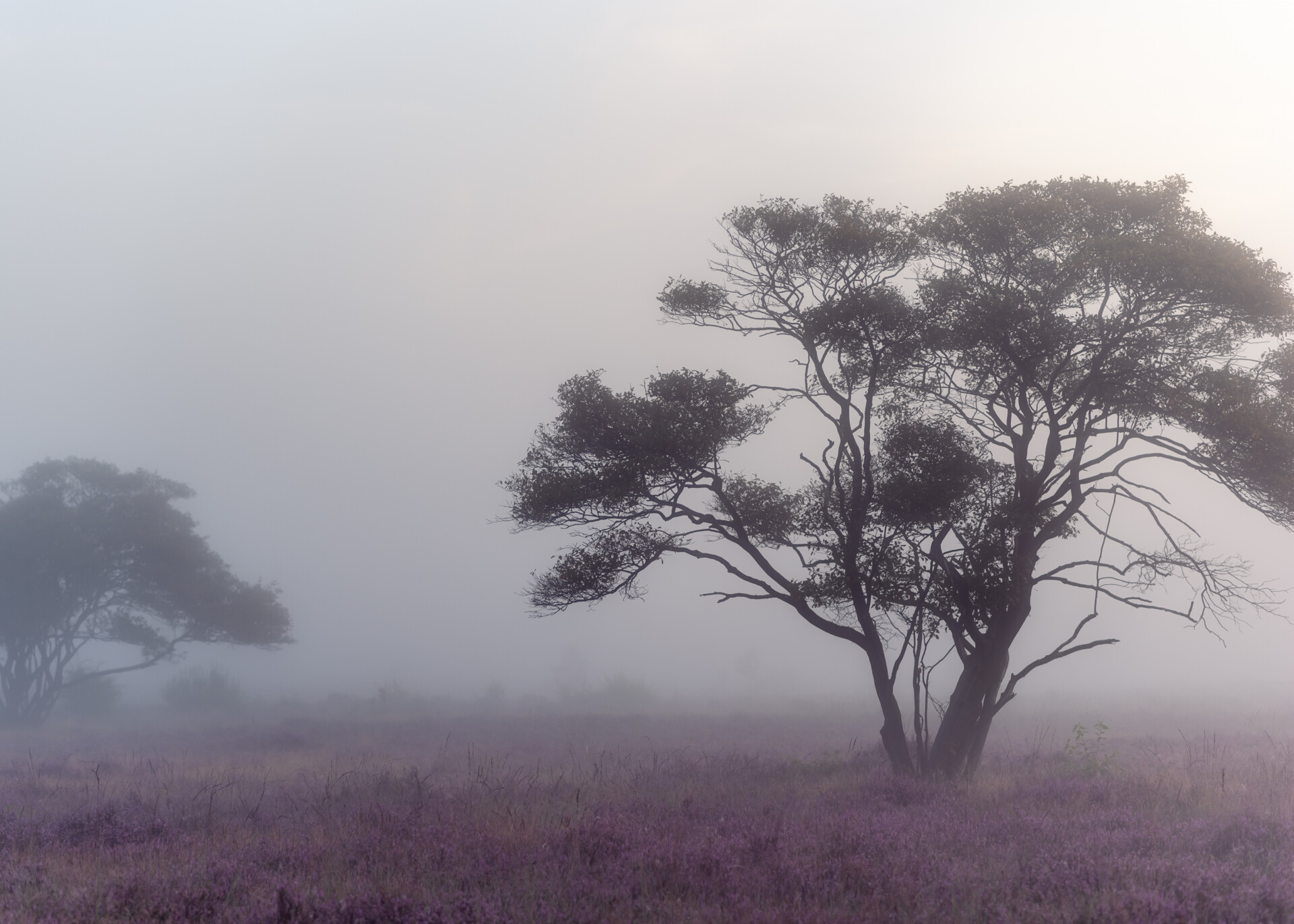 Tree in the fog on the heather