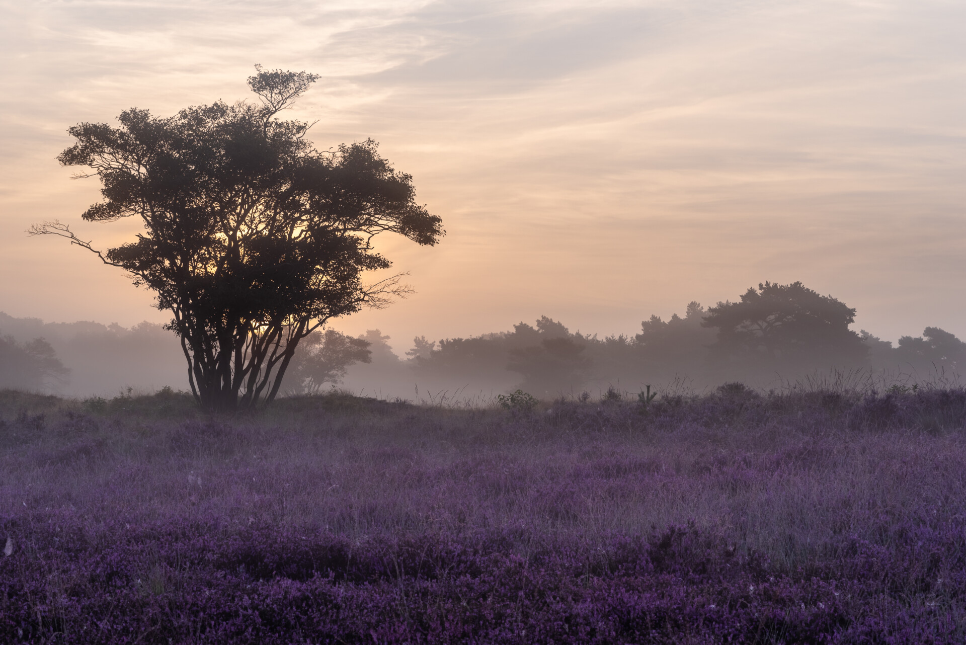 Heather in Hilversum III