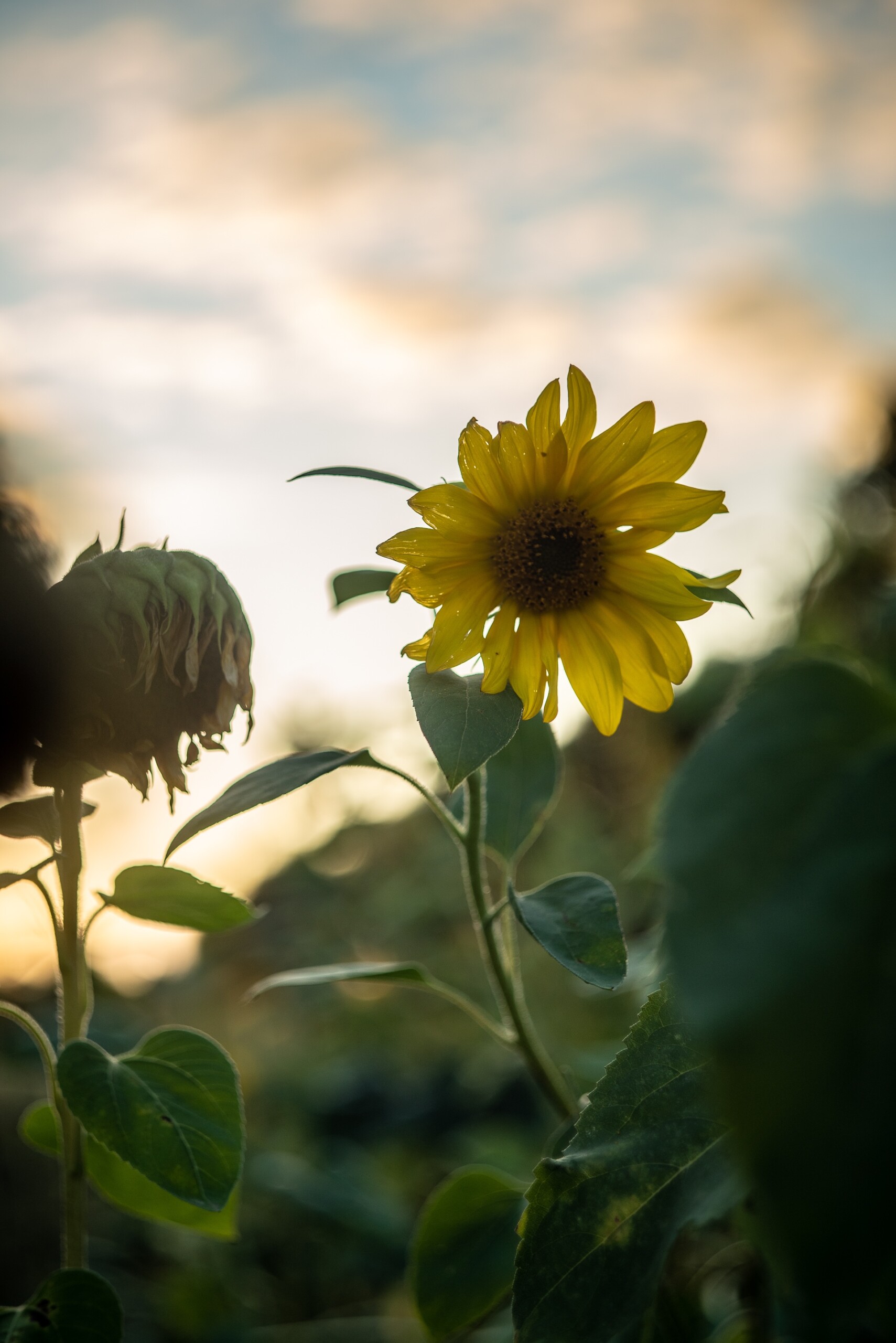Sunflower III